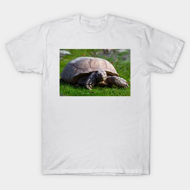 Tortoise T-Shirt by JeanKellyPhoto